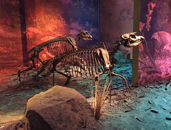 East Tennessee State University and General Shale Natural History Museum